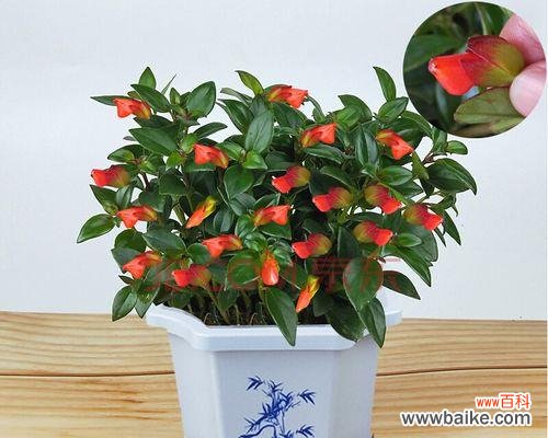 探索金鱼吊兰花的寓意与魅力 金鱼吊兰花