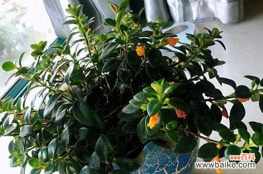 探索金鱼吊兰花的寓意与魅力 金鱼吊兰花