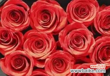 浪漫花语与神秘传说赋予红玫瑰独特魅力 红玫瑰的花语与传说