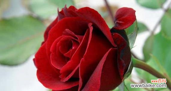 浪漫花语与神秘传说赋予红玫瑰独特魅力 红玫瑰的花语与传说