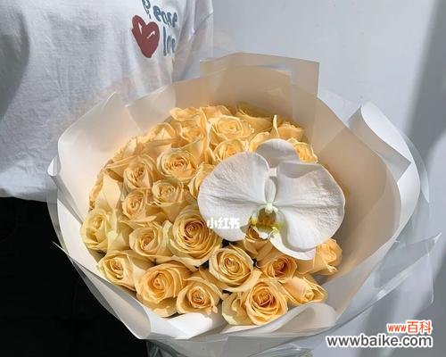 玫瑰花语中的浪漫告白与美好祝福 33朵香槟玫瑰花语