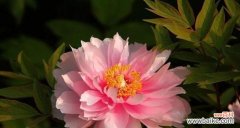 探寻牡丹花的深意与文化传承 牡丹花的象征与寓意