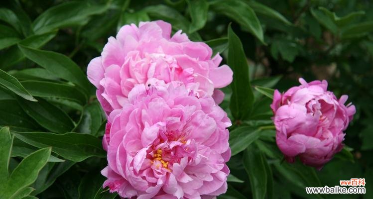 探寻牡丹花的深意与文化传承 牡丹花的象征与寓意