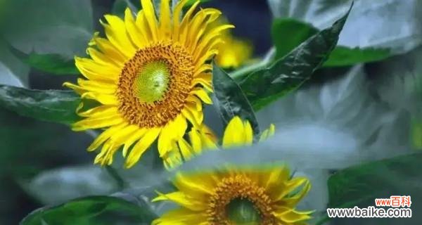 用向阳花的力量追寻生命的希望与坚持 向阳花的寓意——坚持与希望