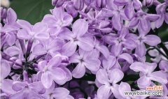 花朵中的光明与黑暗交织——寓意与象征 黑暗与光明并存的花之美