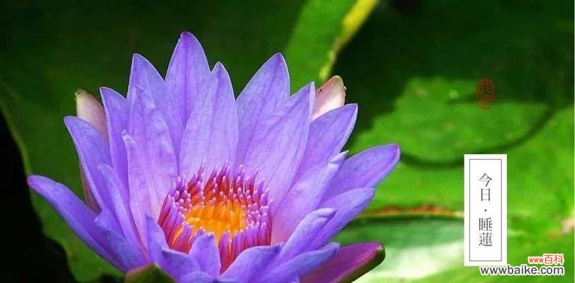 花朵中的光明与黑暗交织——寓意与象征 黑暗与光明并存的花之美