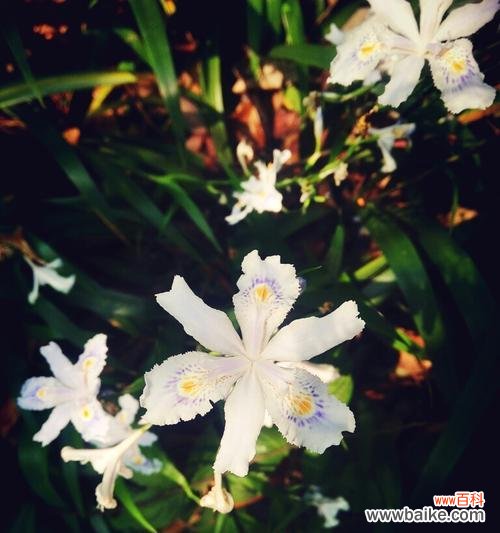 花朵中的光明与黑暗交织——寓意与象征 黑暗与光明并存的花之美