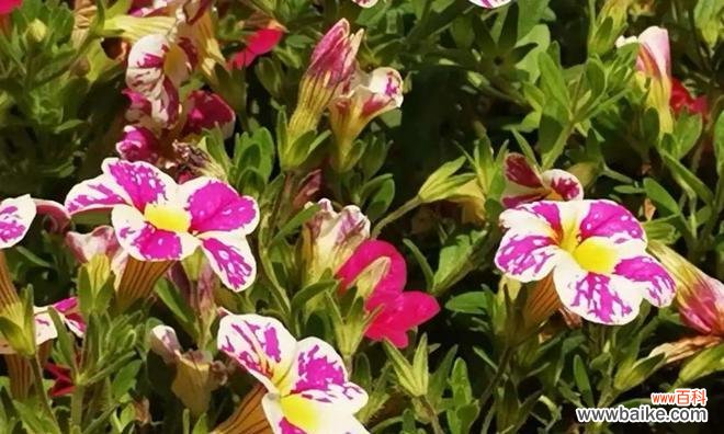 表示心动的花花语是什么？如何用花表达心动的情感？