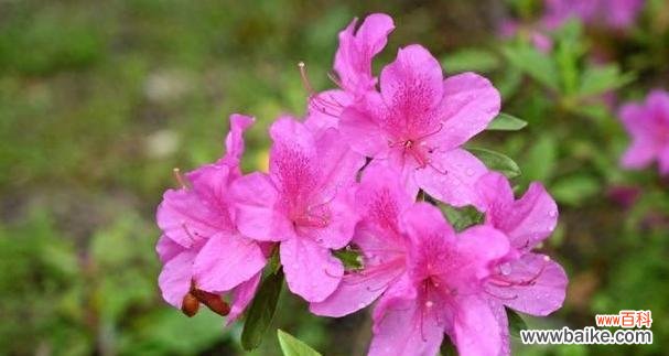 表示心动的花花语是什么？如何用花表达心动的情感？