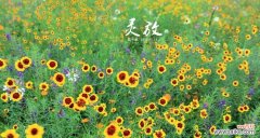 表示心动的花花语是什么？如何用花表达心动的情感？