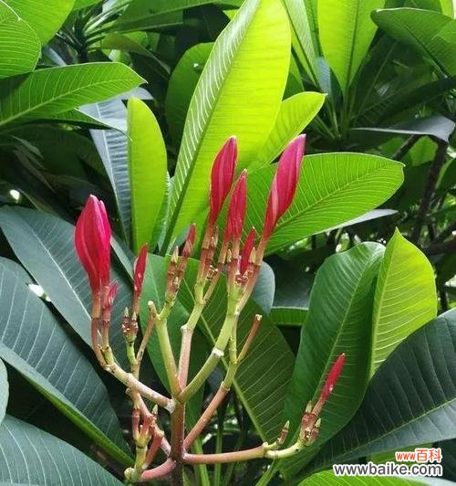 新生的花代表什么意思？如何正确理解新生花的花语含义？