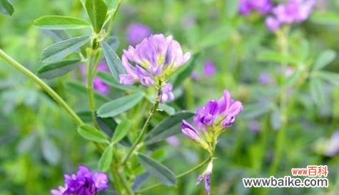 新生的花代表什么意思？如何正确理解新生花的花语含义？