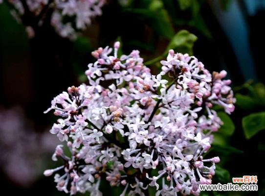 花开富贵 丁香花语——芬芳的爱与祝福