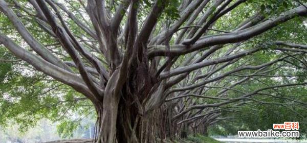 榕树 榕树的寓意与象征