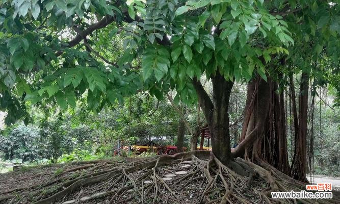 榕树 榕树的寓意与象征