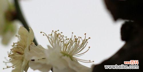 白梅花语传递希望与坚韧 白梅花语——寄托心愿的花语之美