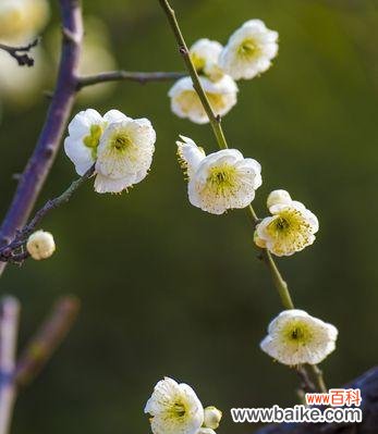 白梅花语传递希望与坚韧 白梅花语——寄托心愿的花语之美