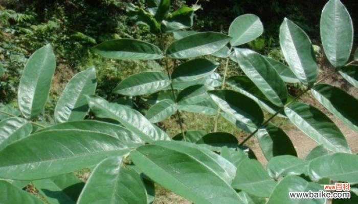 探究李亚科植物的独特之处 植物的主要特征——以李亚科代表植物