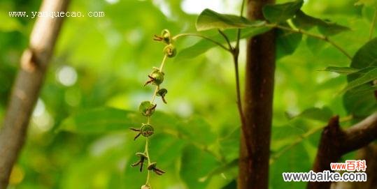 探究李亚科植物的独特之处 植物的主要特征——以李亚科代表植物