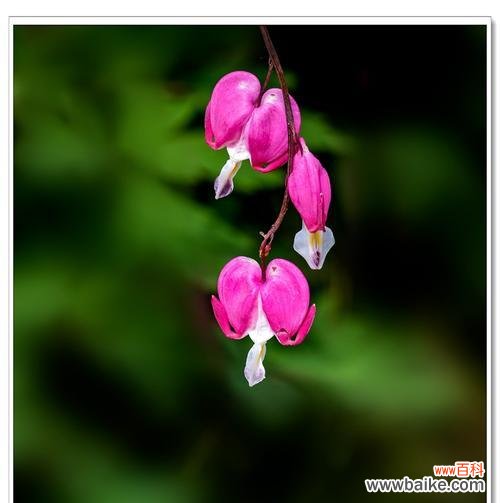 揭开荷包牡丹的神秘面纱 荷包牡丹花语