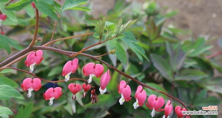 揭开荷包牡丹的神秘面纱 荷包牡丹花语