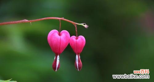 揭开荷包牡丹的神秘面纱 荷包牡丹花语