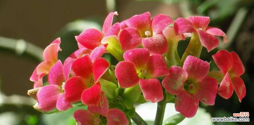 以象征老师的花为主题 老师如花开蓓蕾绽放