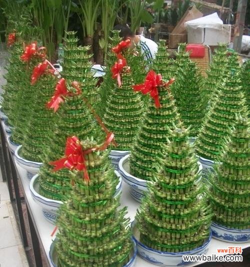 以事业蓬勃发展的植物为引 植物中的象征事业步步高升之旅