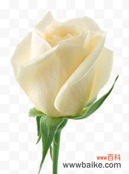 纯洁 白色玫瑰花的象征意义