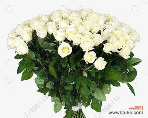 纯洁 白色玫瑰花的象征意义