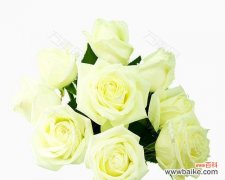 纯洁 白色玫瑰花的象征意义