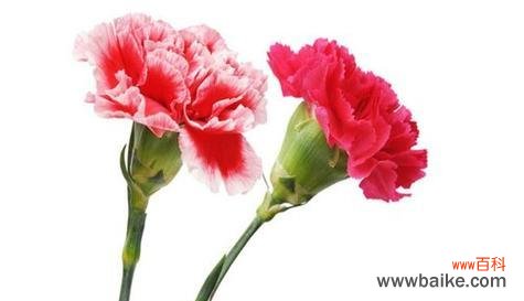 花语传递尊敬之情 花与尊敬师长