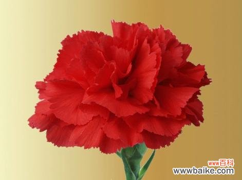 花语传递尊敬之情 花与尊敬师长