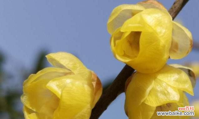 失落的情感与美丽的象征 以玫瑰花代表爱而不得