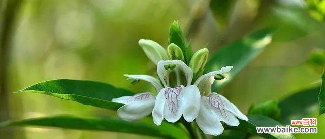 失落的情感与美丽的象征 以玫瑰花代表爱而不得