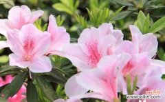 用杜鹃花的颜色 多彩杜鹃花花语——揭秘不同颜色杜鹃花的含义