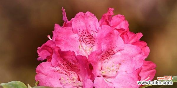 用杜鹃花的颜色 多彩杜鹃花花语——揭秘不同颜色杜鹃花的含义