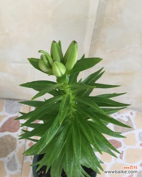 揭秘百合花的成长之道 百合花长势与生长环境的关系