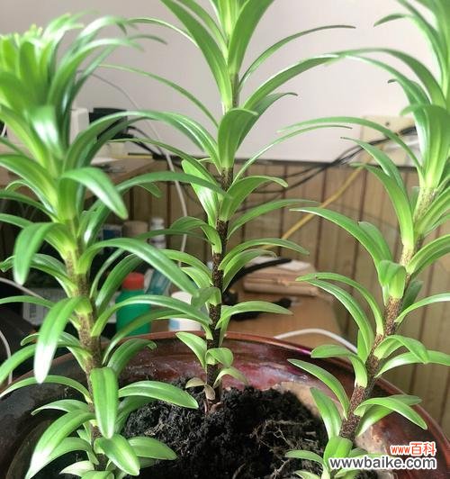 揭秘百合花的成长之道 百合花长势与生长环境的关系