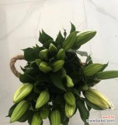 揭秘百合花的成长之道 百合花长势与生长环境的关系