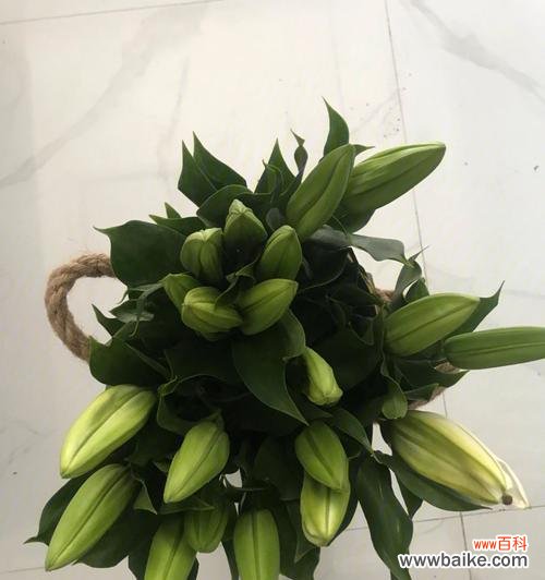 揭秘百合花的成长之道 百合花长势与生长环境的关系