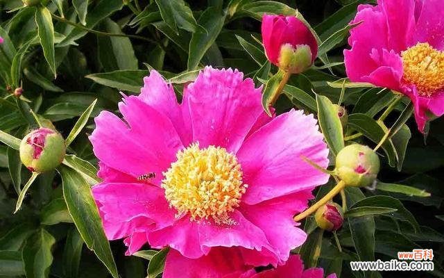 探究芍药花的花语及其象征意义 芍药花语的深刻含义