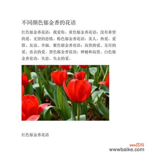 探究芍药花的花语及其象征意义 芍药花语的深刻含义