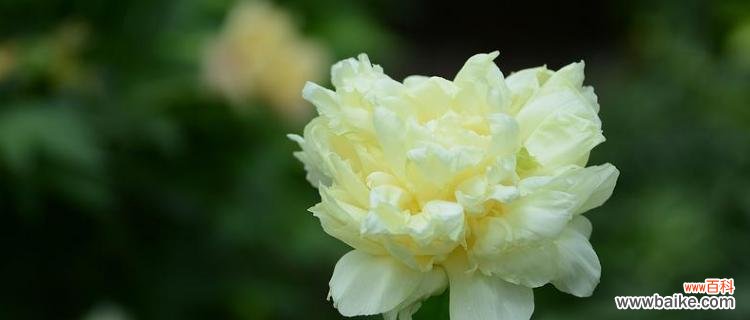 探究芍药花的花语及其象征意义 芍药花语的深刻含义