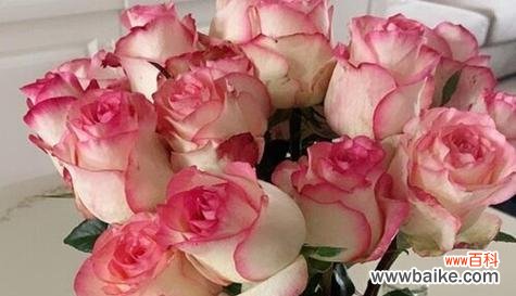 探索玫瑰花不同颜色的象征意义 玫瑰花的颜色代表的含义