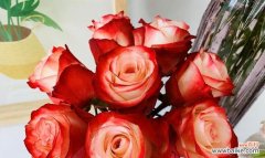 探索玫瑰花不同颜色的象征意义 玫瑰花的颜色代表的含义