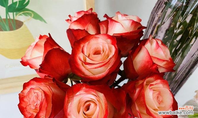 探索玫瑰花不同颜色的象征意义 玫瑰花的颜色代表的含义