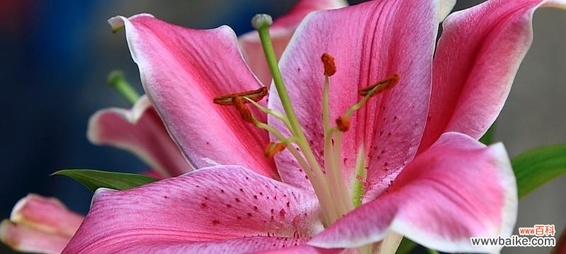 探寻粉色百合的美丽和内涵 粉色百合的花语与象征意义