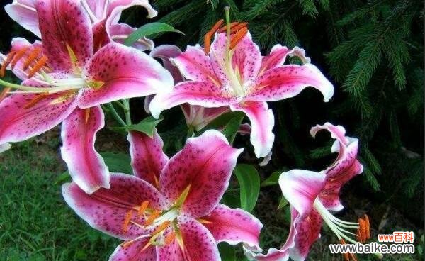 探寻粉色百合的美丽和内涵 粉色百合的花语与象征意义