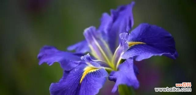 表示尊敬崇高的花花语是什么？如何正确表达尊敬与崇高？